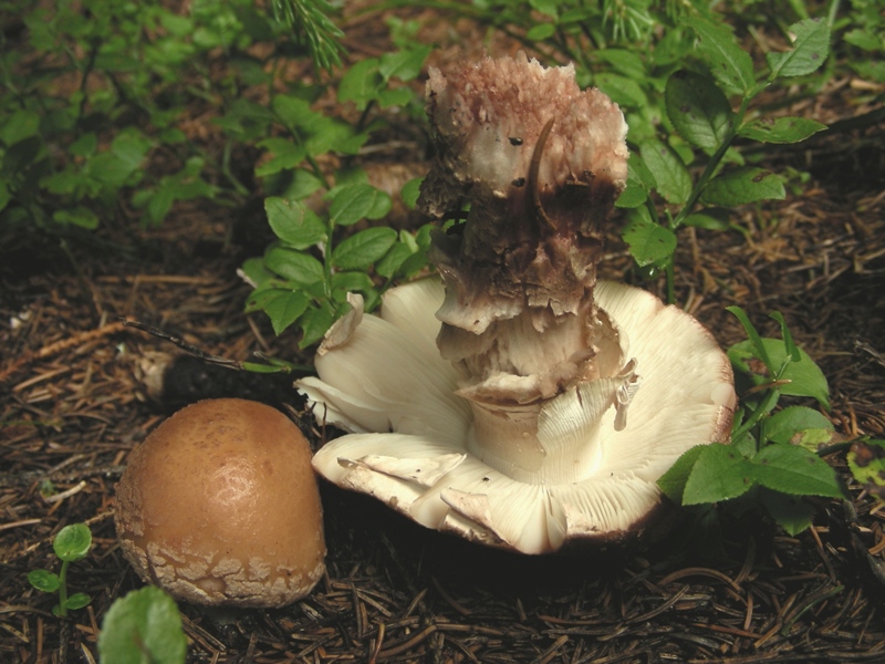 Facciamo due passi tra gli abeti